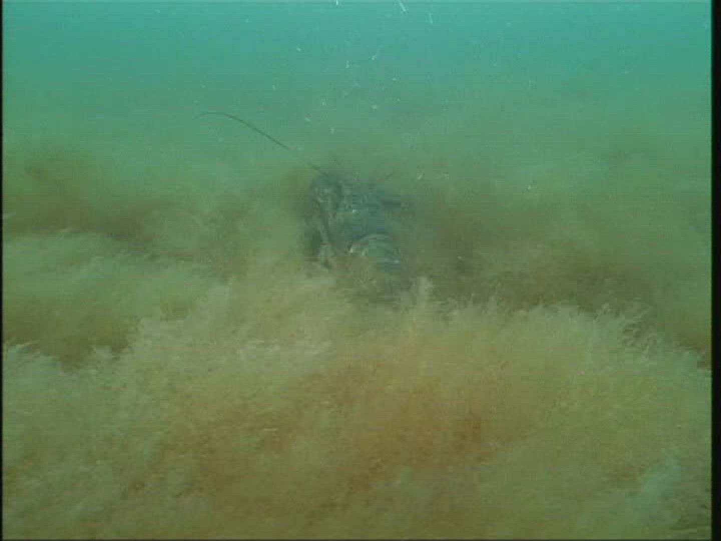 455491258 / Lobster / Newfoundland