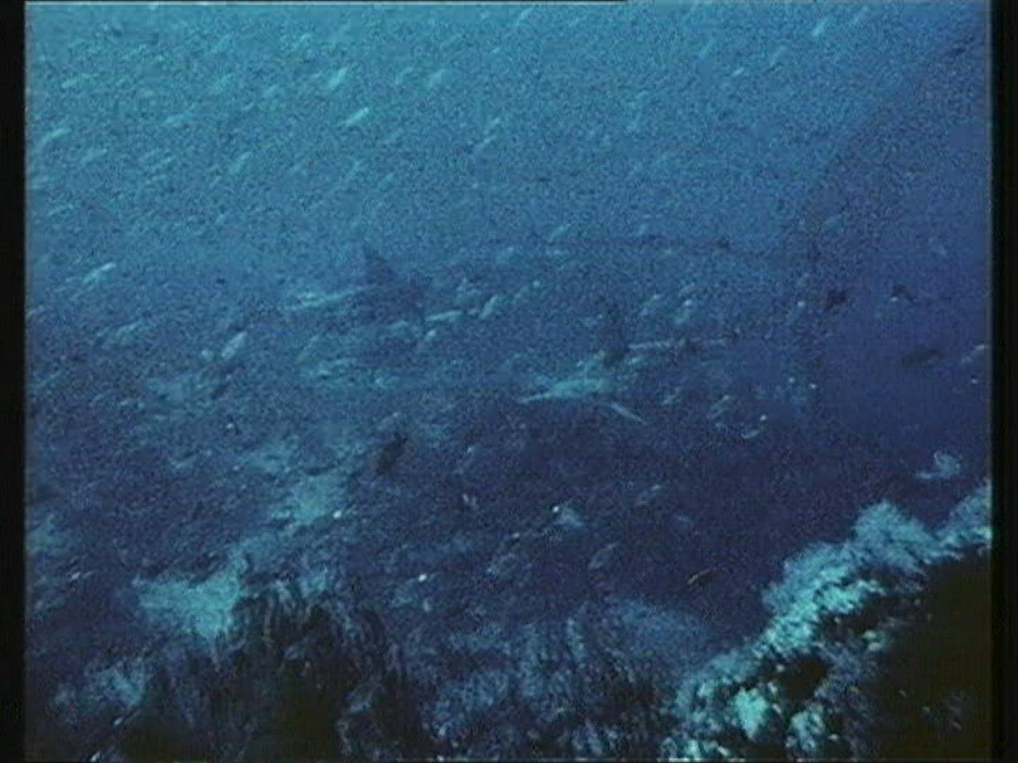 326440201 / Hammerhead Shark / Pacific Ocean