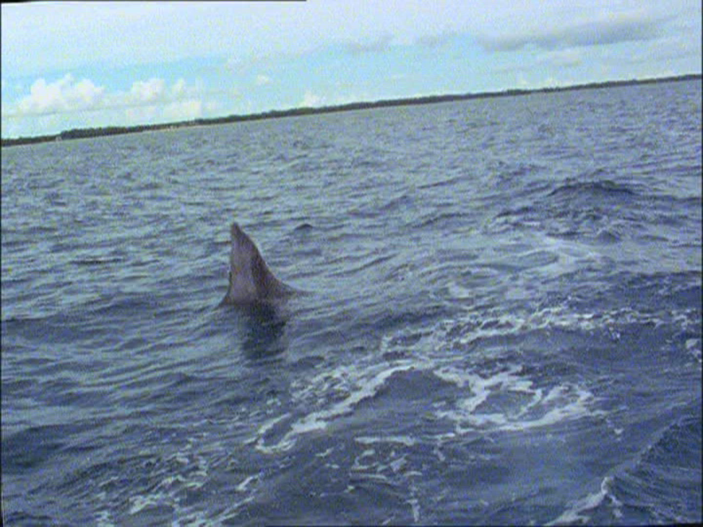 629487495 / Dolphin / Jumping / Atlantic Ocean