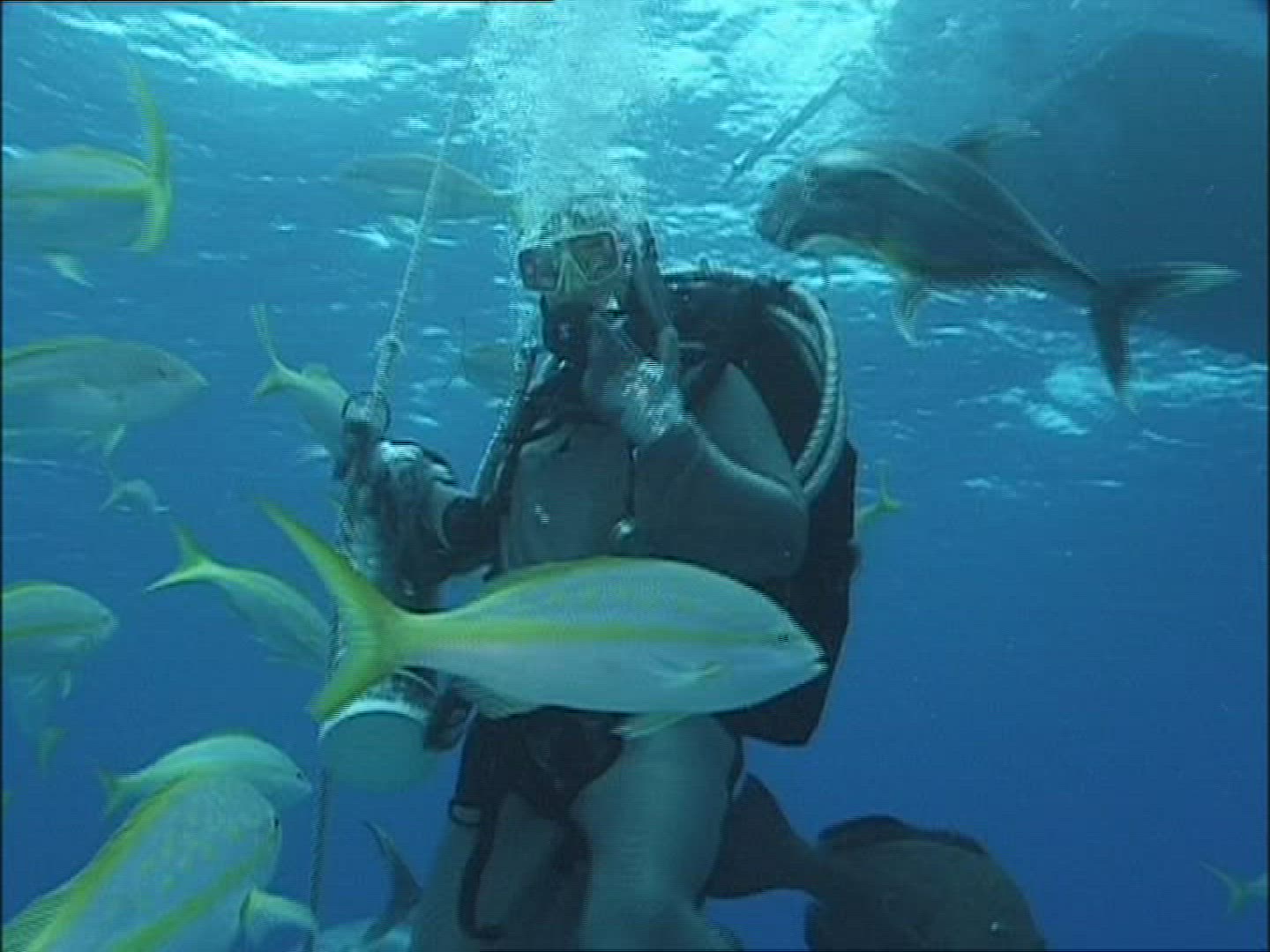 458997612 / Reef Shark / Diver / Atlantic Ocean