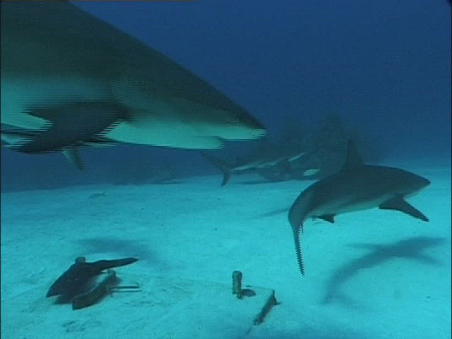 915138889 / Reef Shark / Diver / Atlantic Ocean