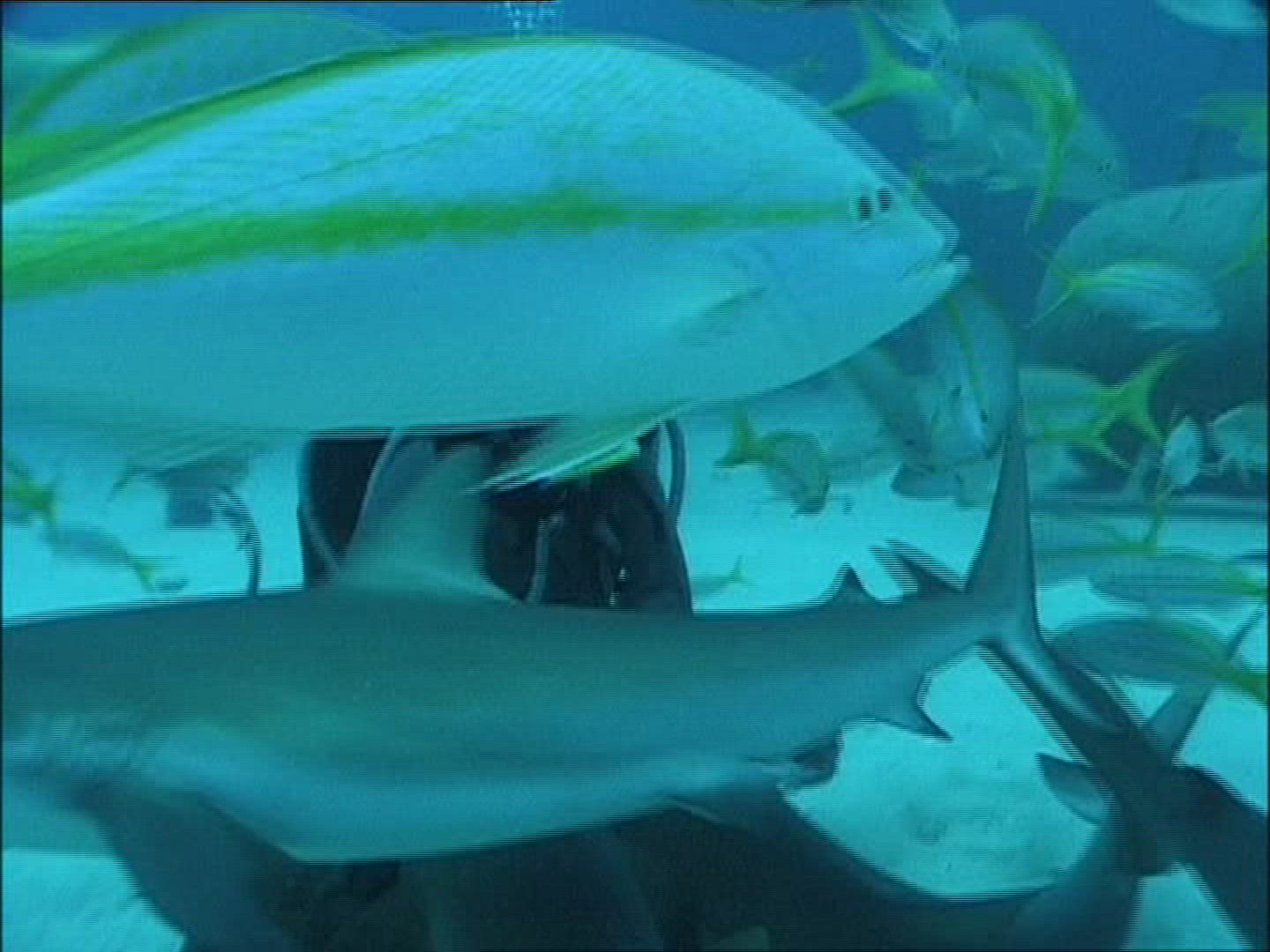 970807132 / Reef Shark / Diver / Atlantic Ocean