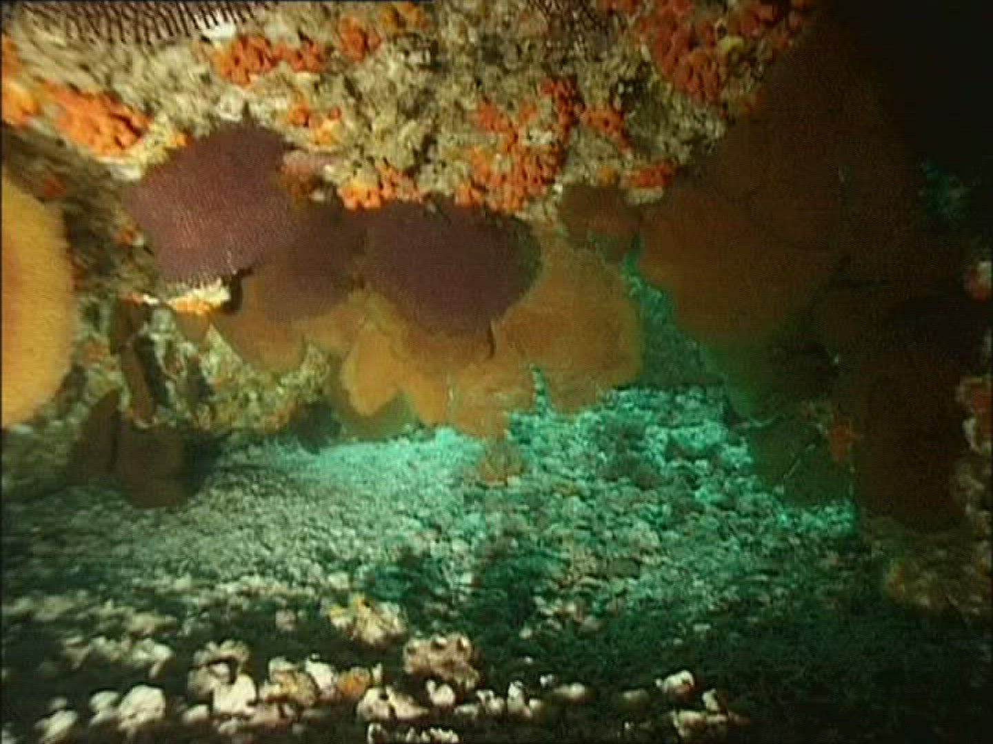 263980620 / Reef / Gulf of California / Mexico