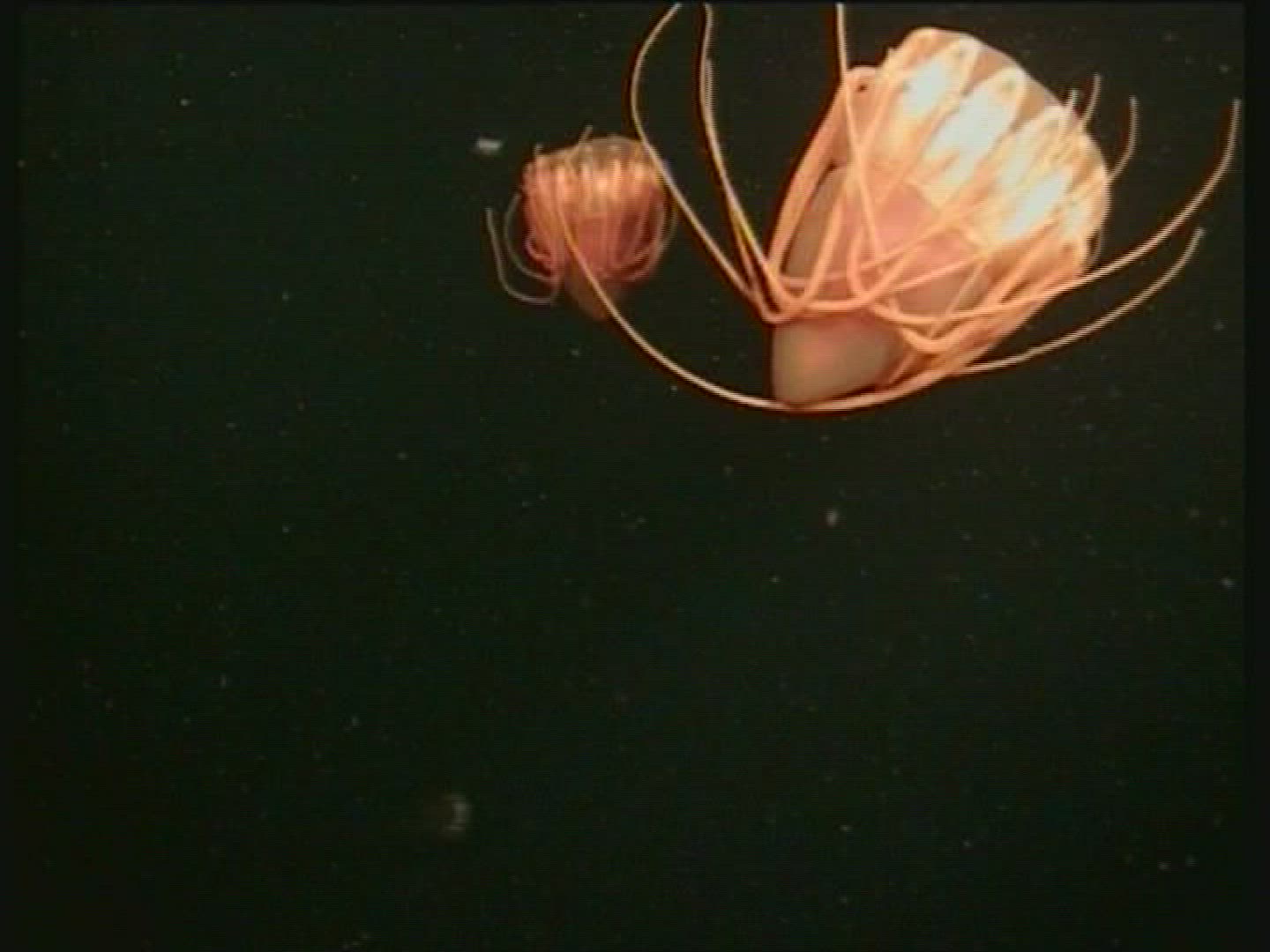 630696888 / Jellyfish / Moving / Cnidarian