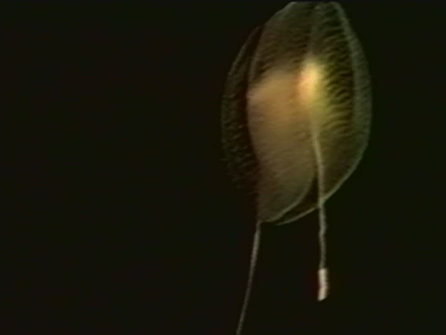 658600232 / Jellyfish / Moving / Cnidarian
