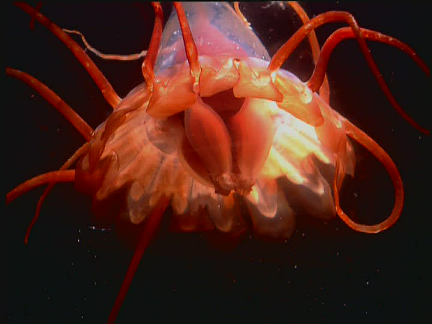 612903026 / Jellyfish / Moving / Cnidarian