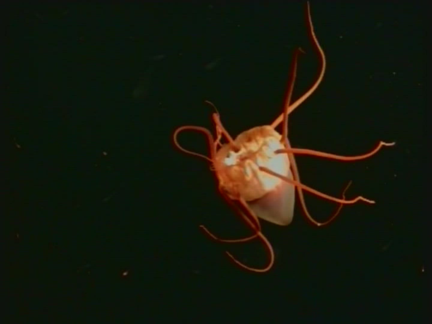 704952617 / Jellyfish / Moving / Cnidarian