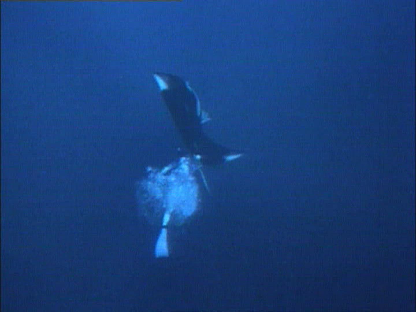 668712287 / Manta Ray / Gulf of California / Mexico