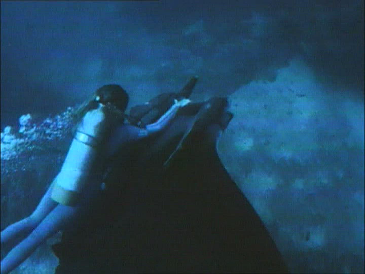 144566437 / Manta Ray / Gulf of California / Mexico