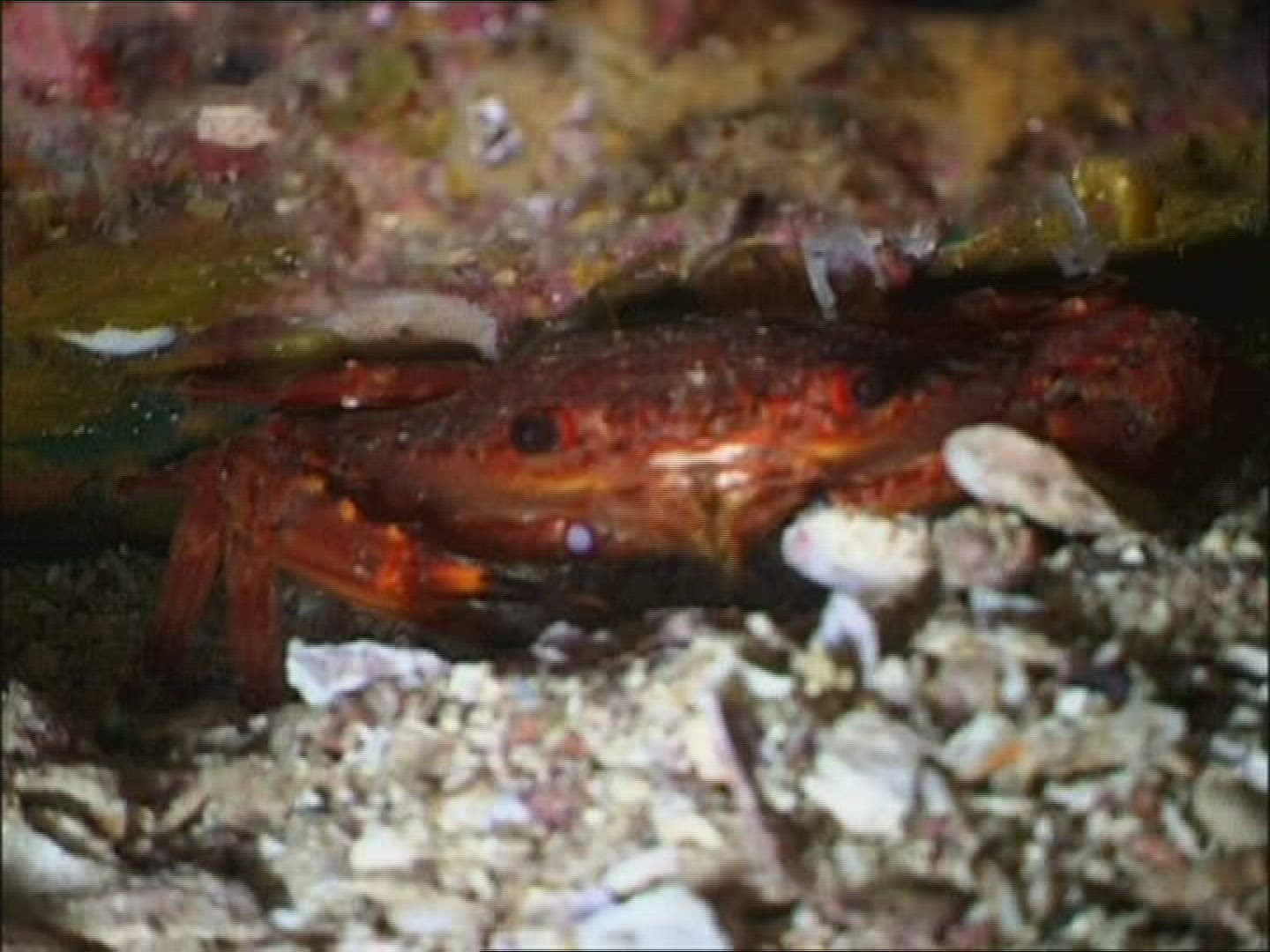 213973552 / Reef / Gulf of California / Mexico