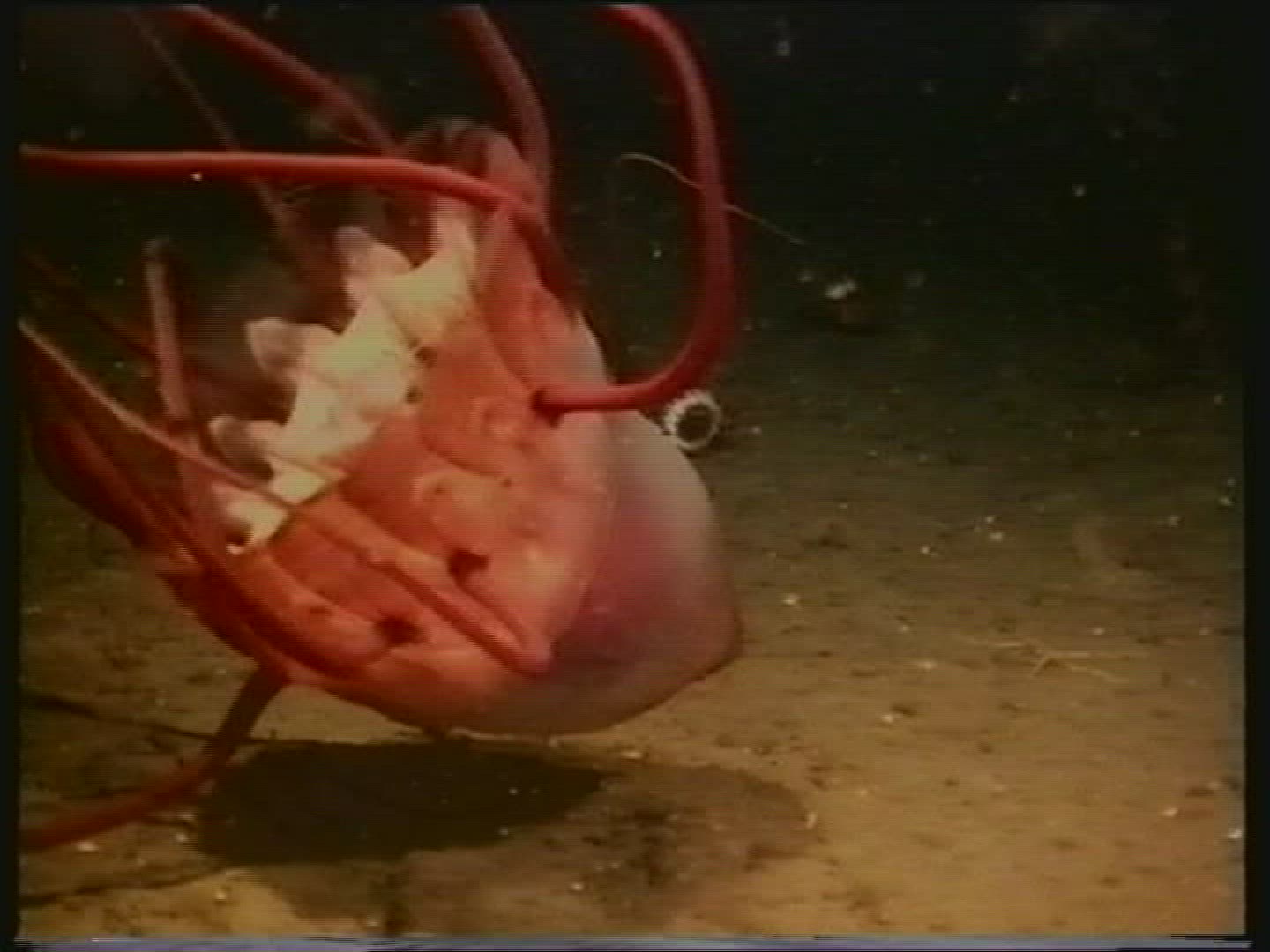 724985913 / Jellyfish / Moving / Cnidarian