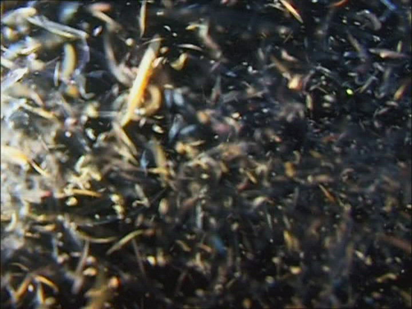 645419773 / Plankton / Gulf of California / Mexico