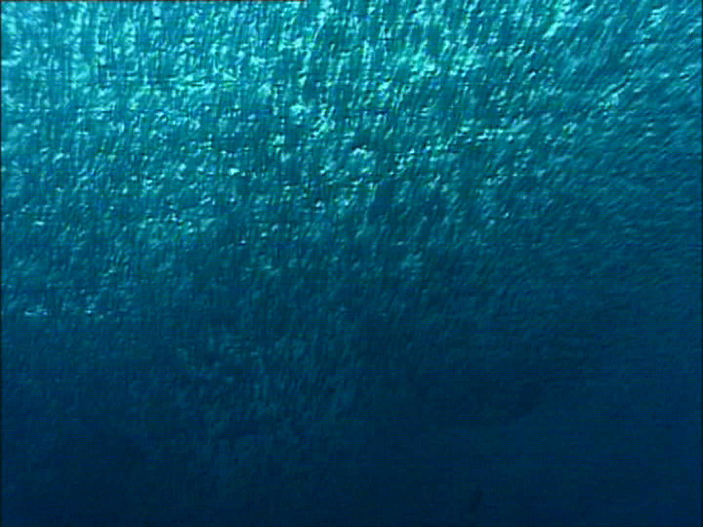 460778575 / Sardine / Gulf of California / Mexico