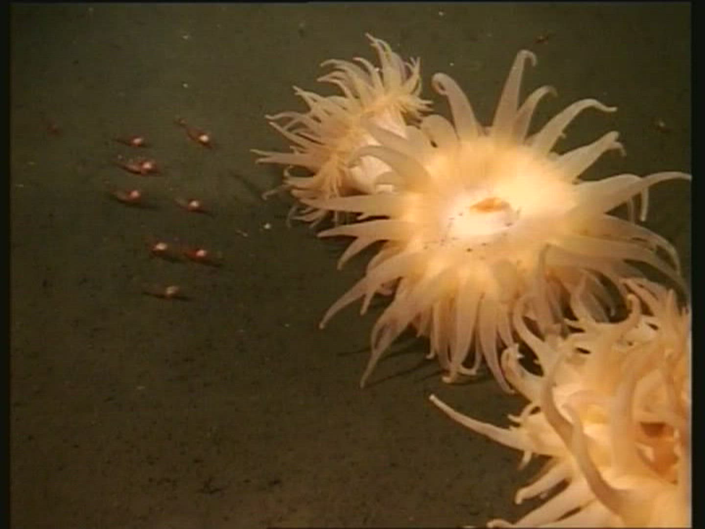 987247121 / Sea Anemone / Cnidarian