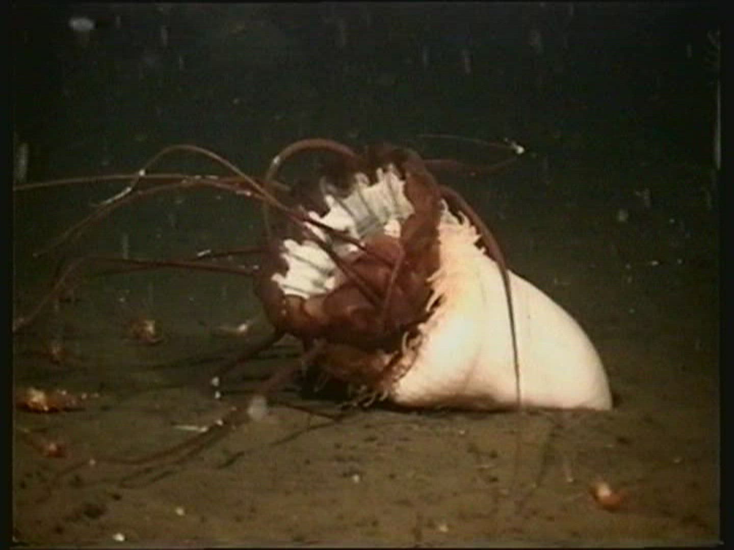 698471321 / Sea Anemone / Cnidarian