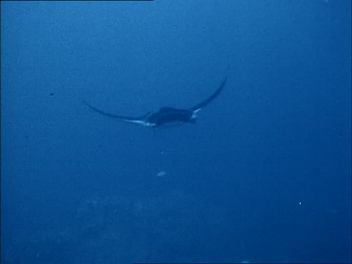 781151034 / Manta Ray / Gulf of California / Mexico