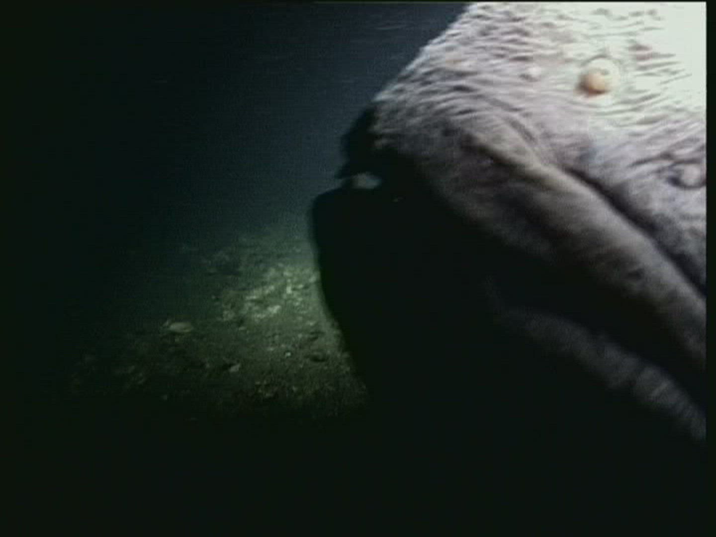 157733926 / Sea Wolf / Fish