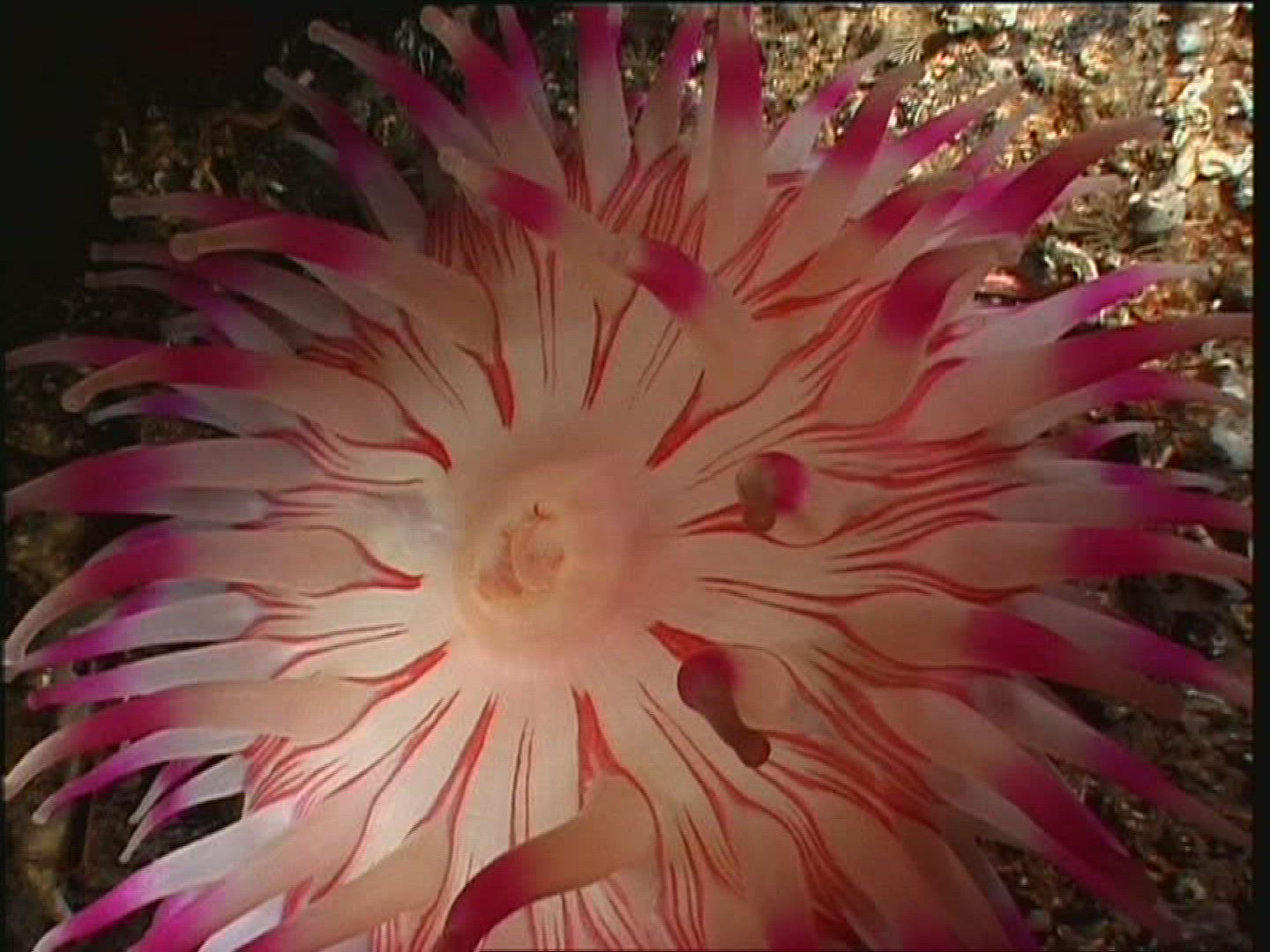 358625842 / Sea Anemone / Cnidarian