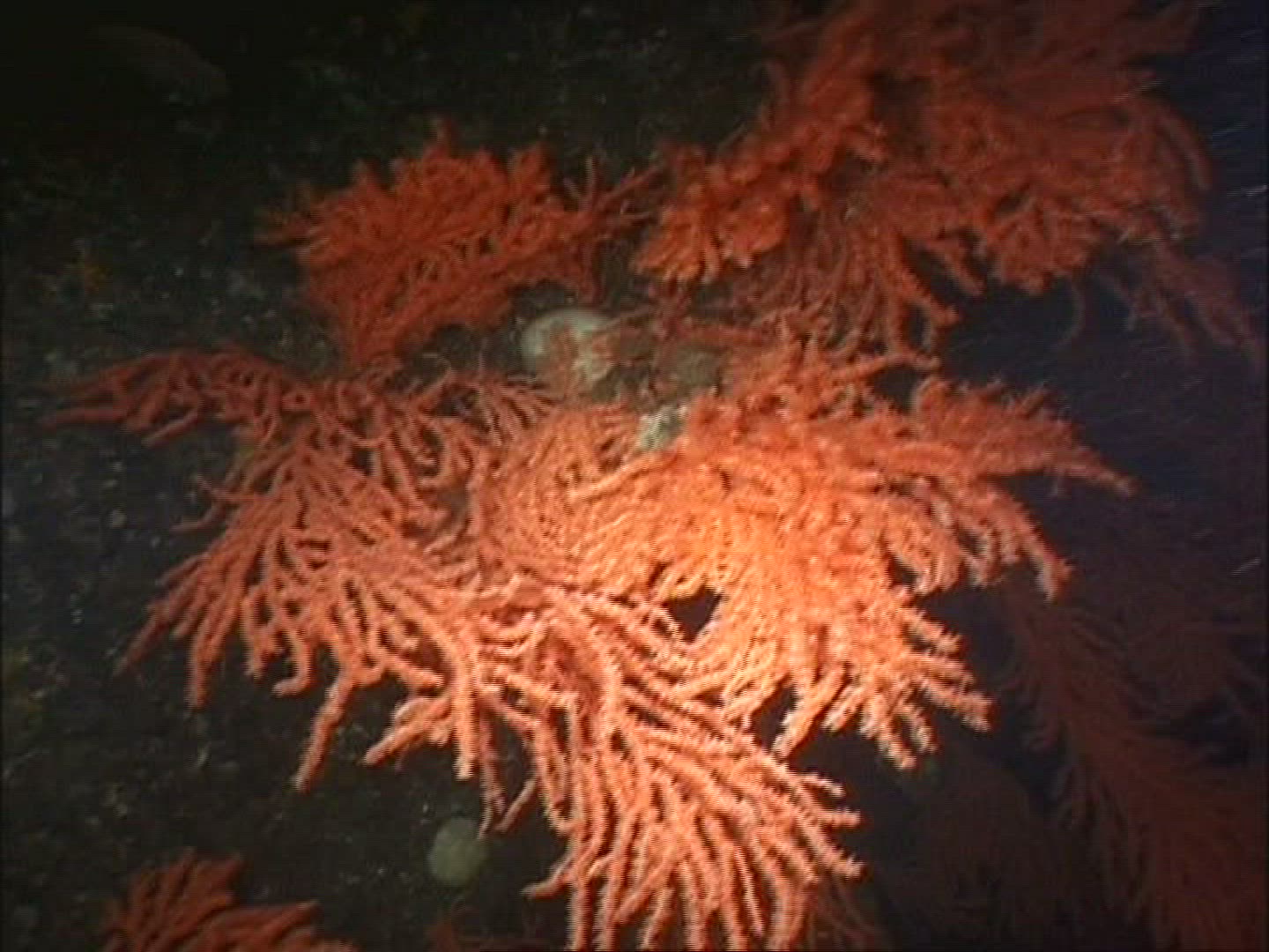 378355466 / Coral / Cnidarian