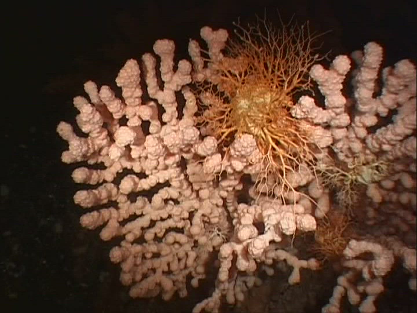 159491313 / Coral / Cnidarian