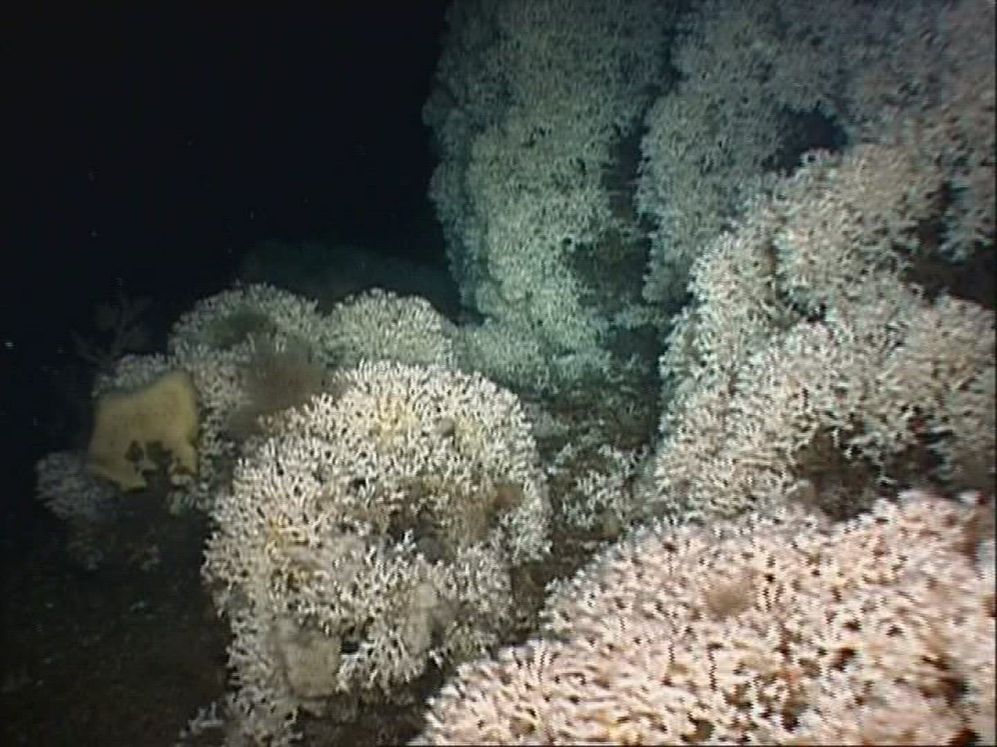 509209703 / Coral / Cnidarian