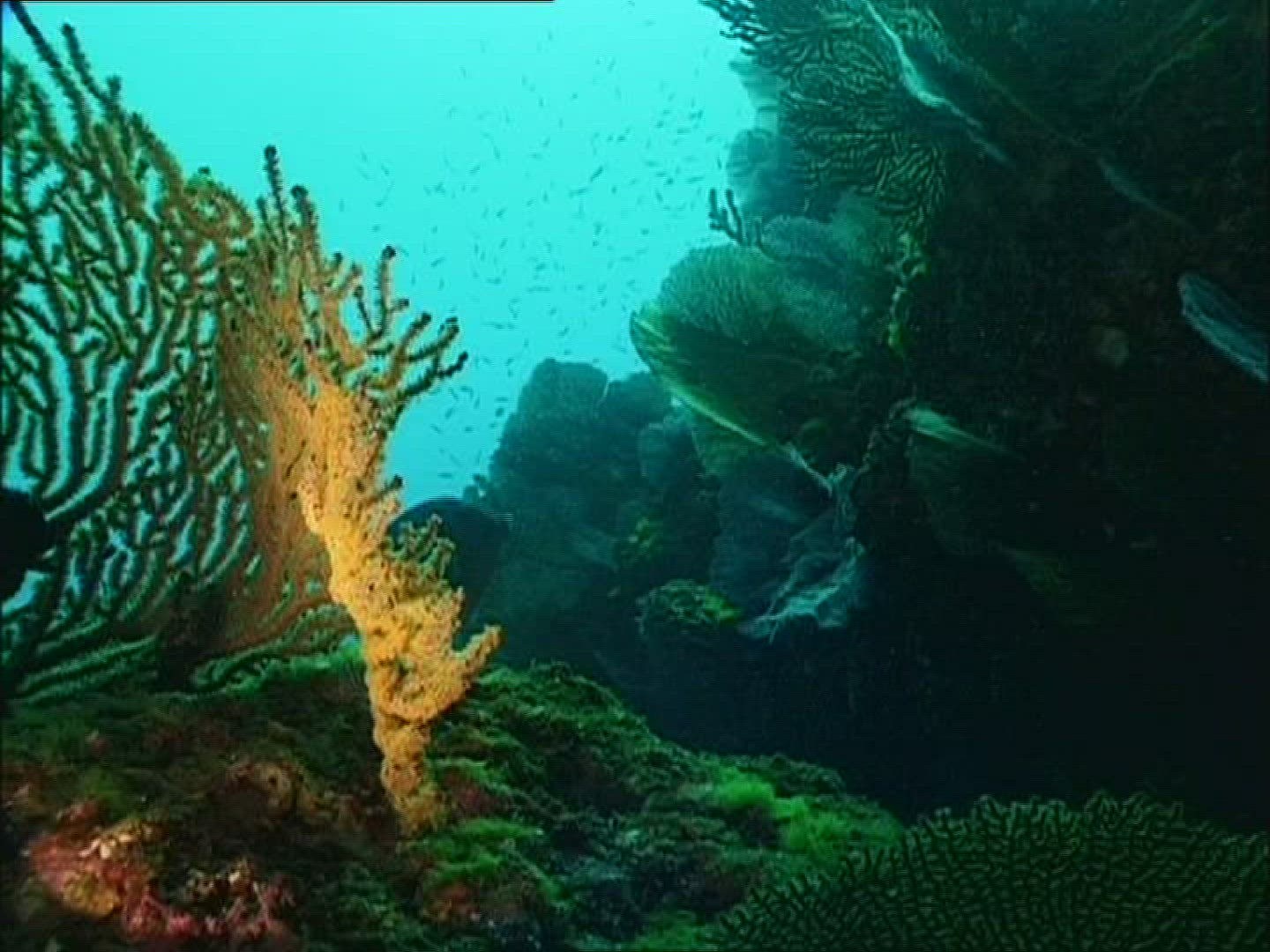 355393876 / Reef / Gulf of California / Mexico