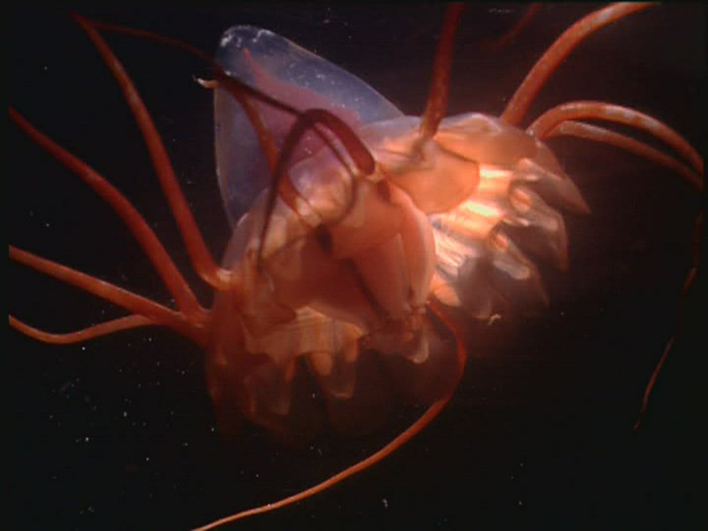 641695949 / Jellyfish / Moving / Cnidarian