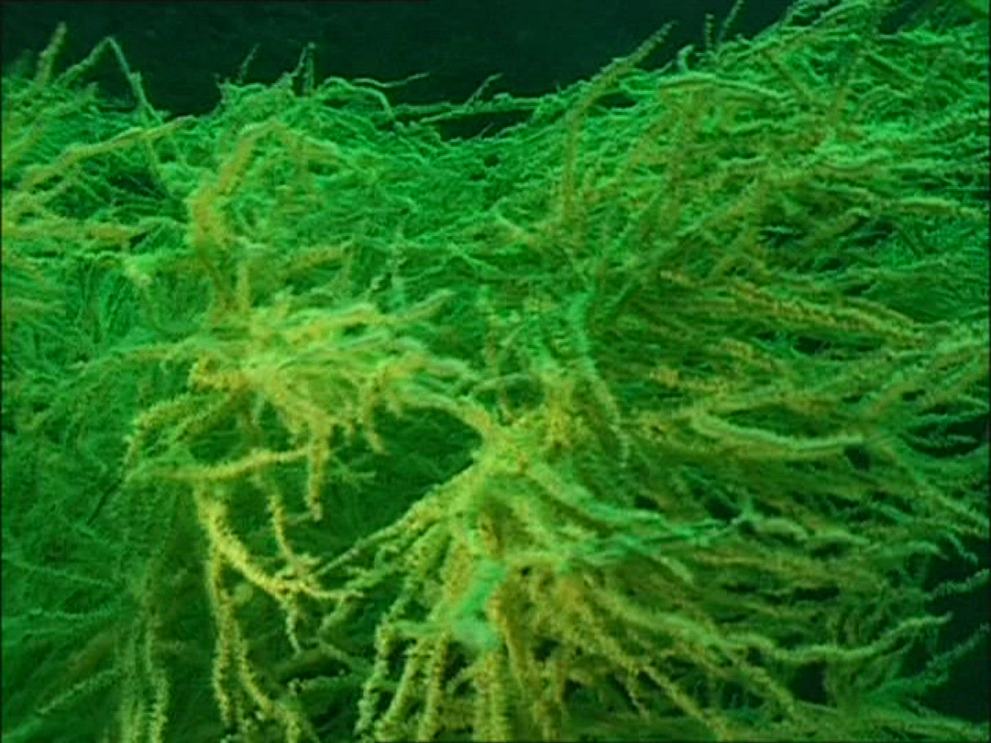 369046374 / Reef / Gulf of California / Mexico