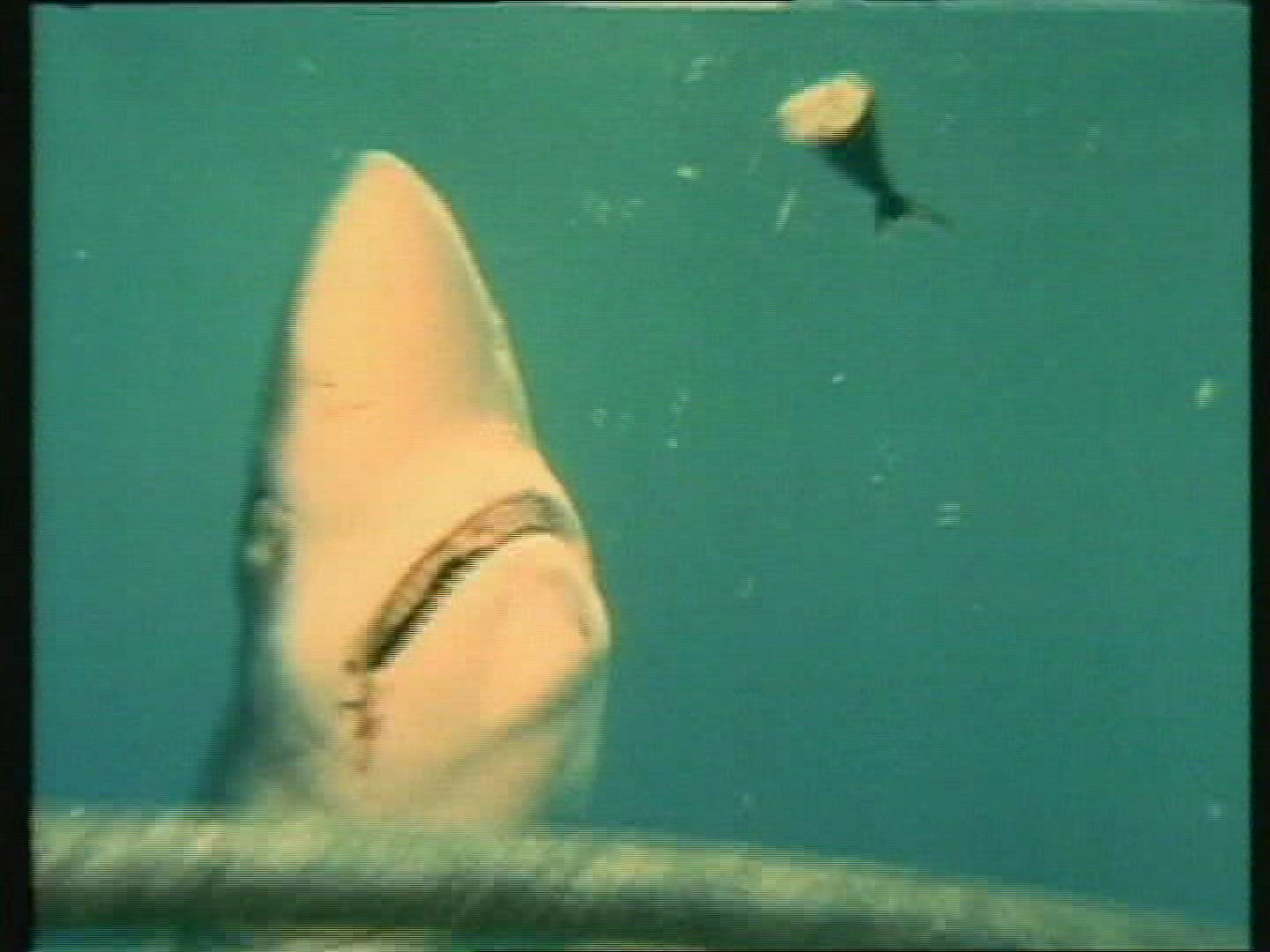 762528505 / Blue Shark / Animal Observation / Pacific Ocean