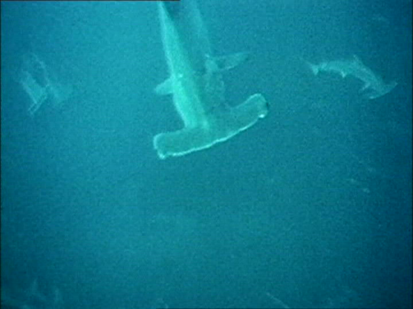 348447586 / Hammerhead Shark / Gulf of California / Mexico