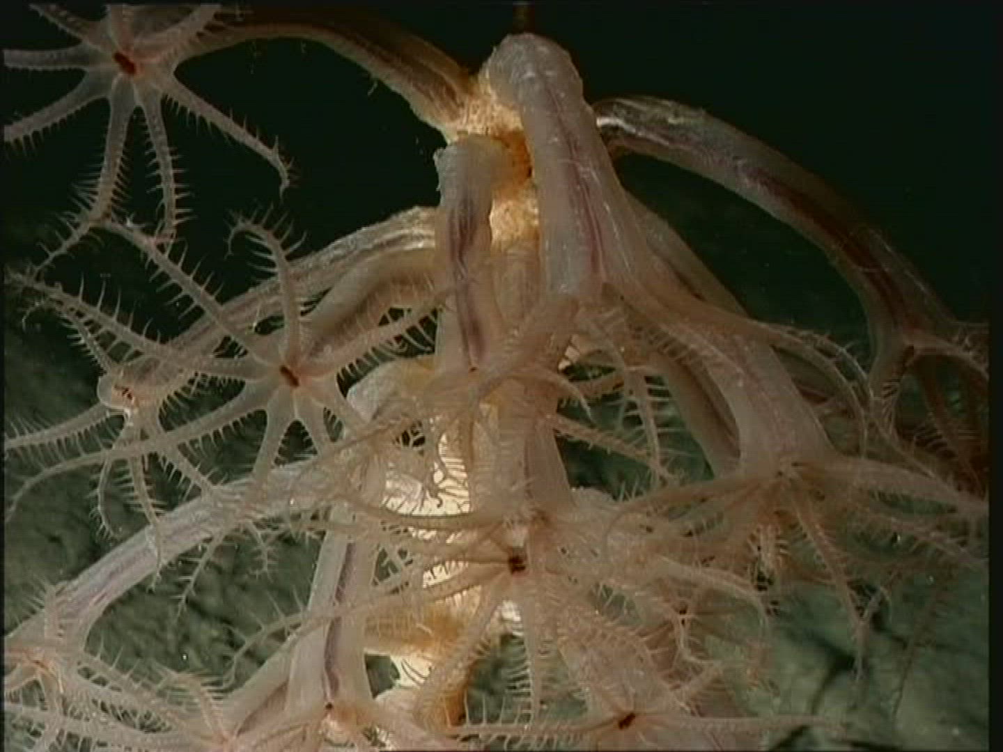 382097943 / Coral / Cnidarian