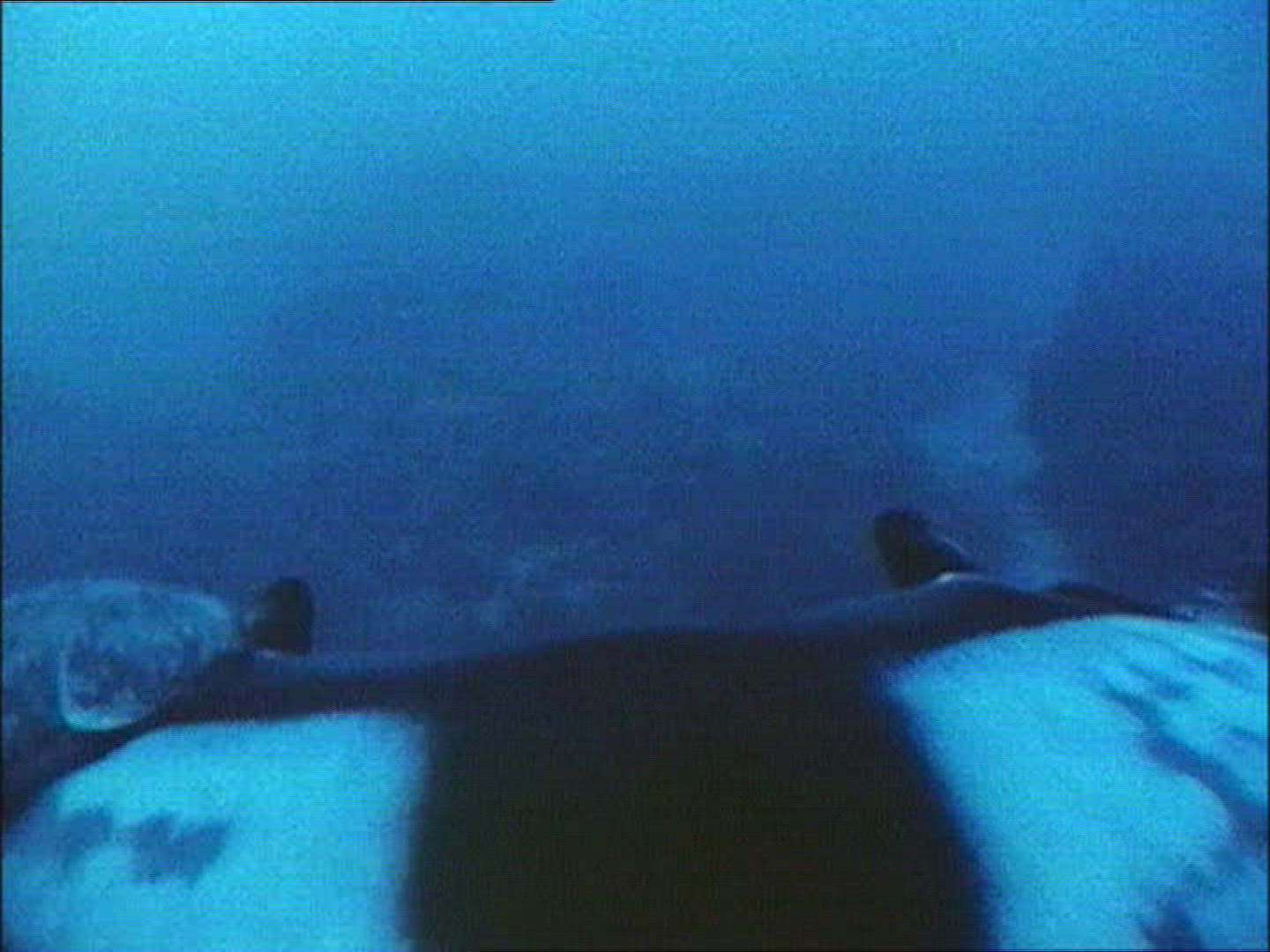 513389395 / Manta Ray / Gulf of California / Mexico