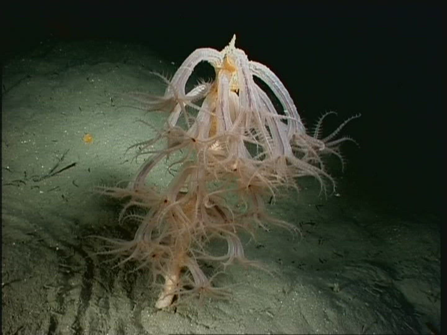 444930014 / Coral / Cnidarian