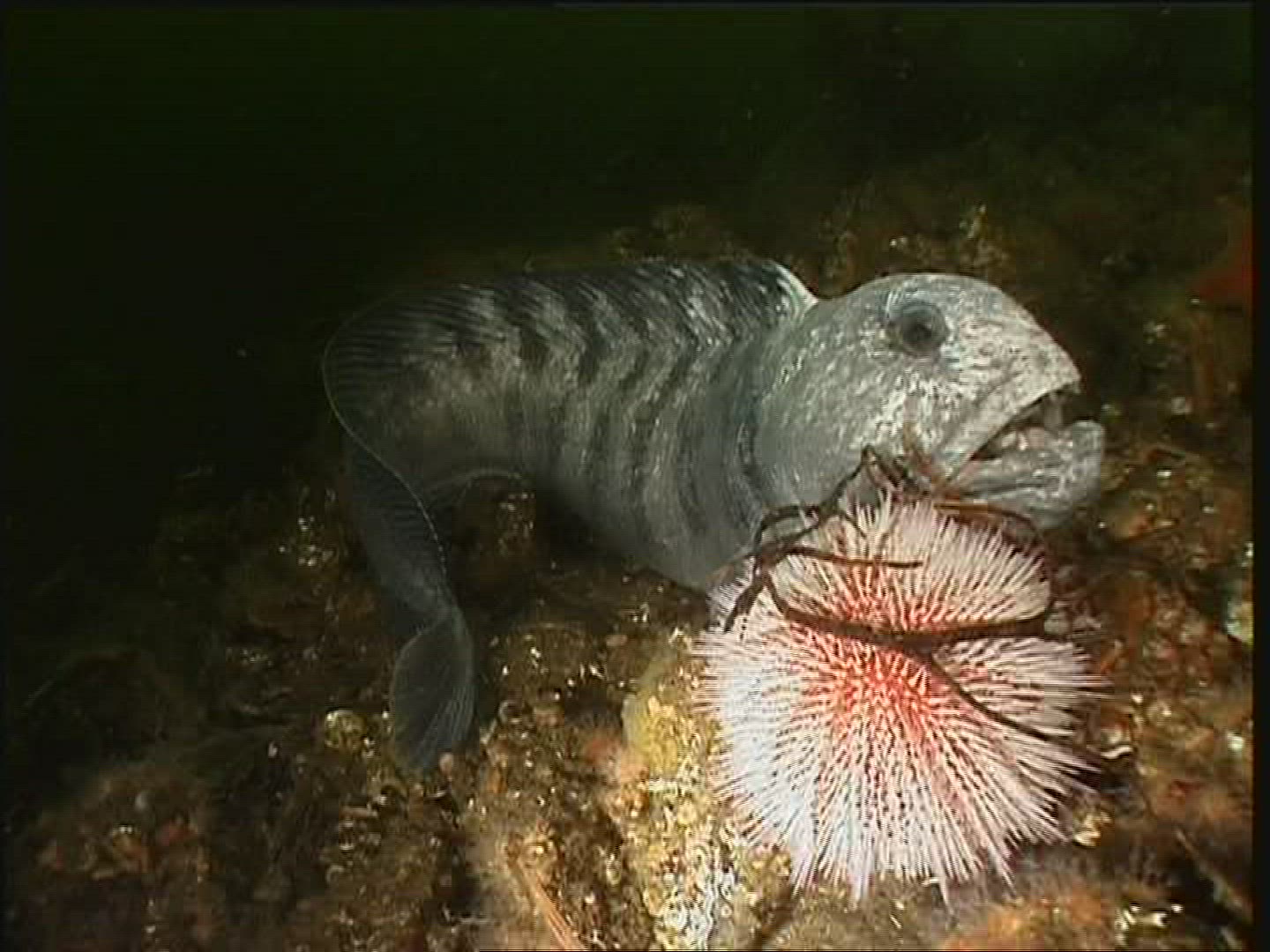 648144375 / Sea Wolf / Fish