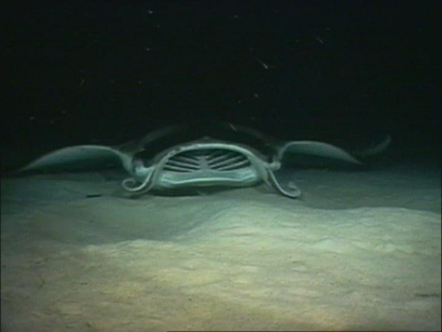 844220962 / Manta Ray / Gulf of California / Mexico