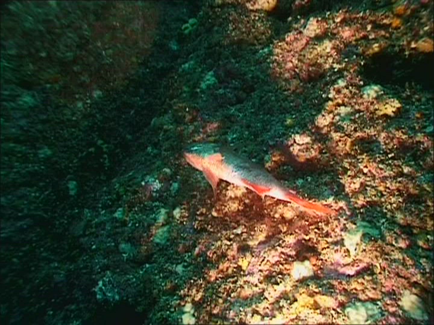 484678542 / Fish / Gulf of California / Mexico