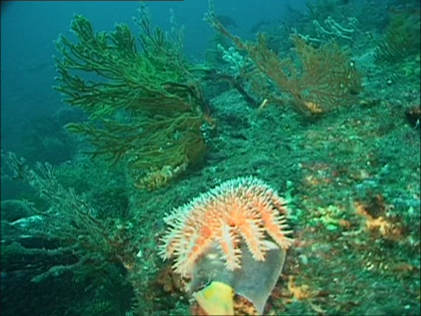 453128089 / Fish / Gulf of California / Mexico