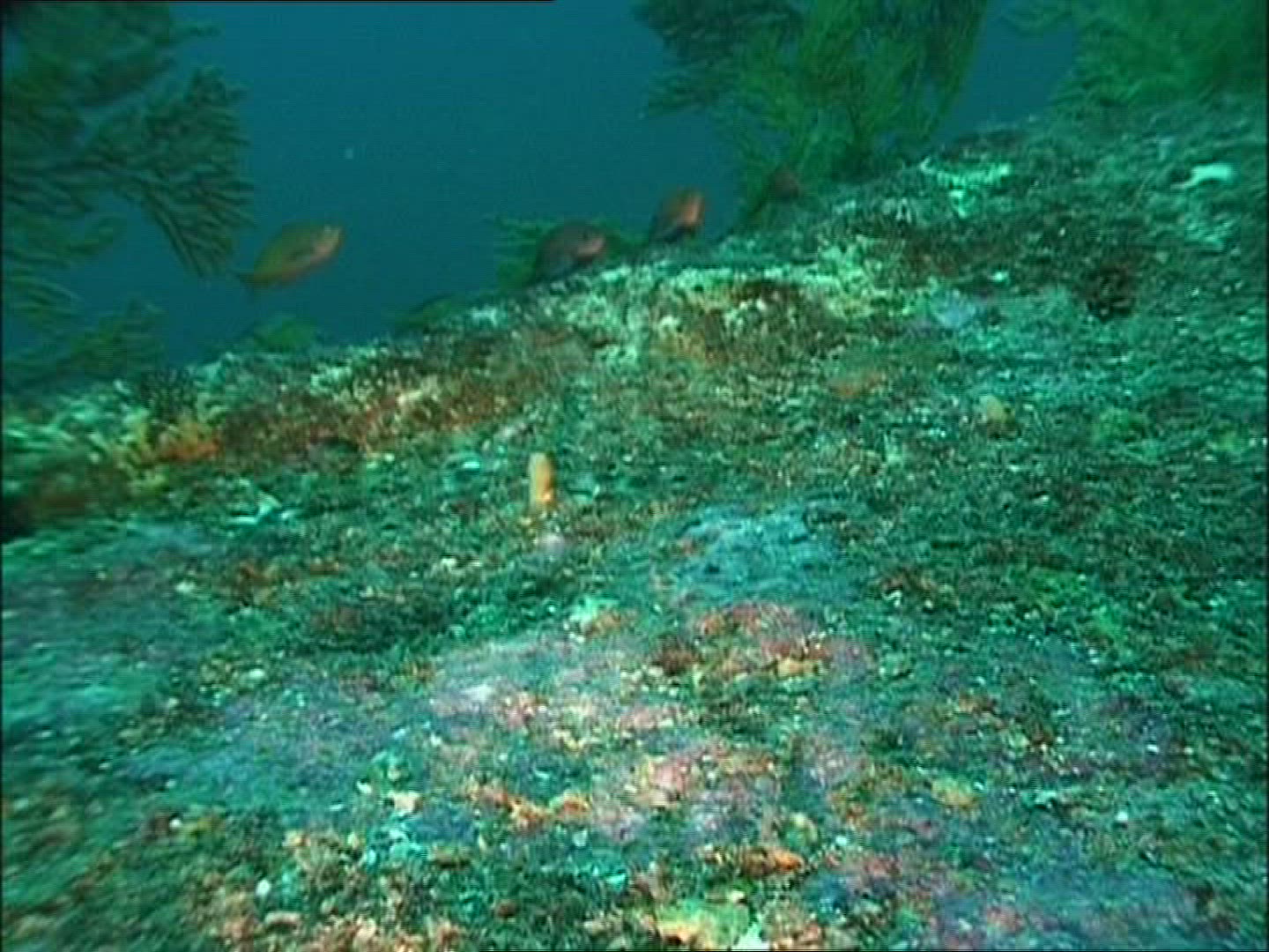 369738915 / Fish / Gulf of California / Mexico