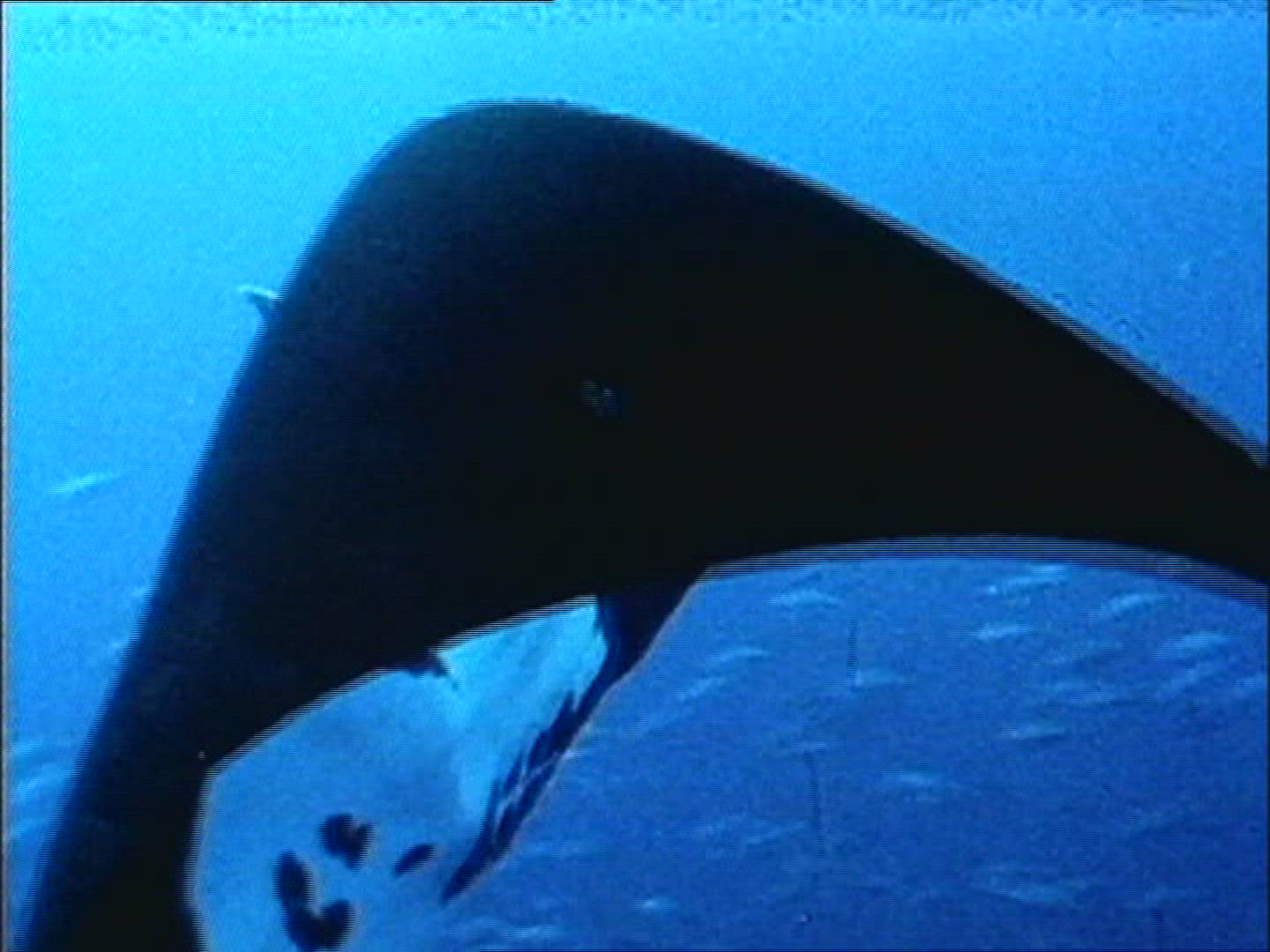 969664815 / Manta Ray / Gulf of California / Mexico