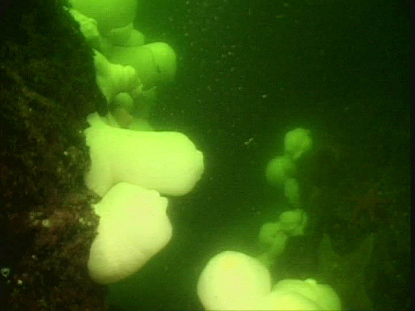 450754544 / Sea Anemone / USA
