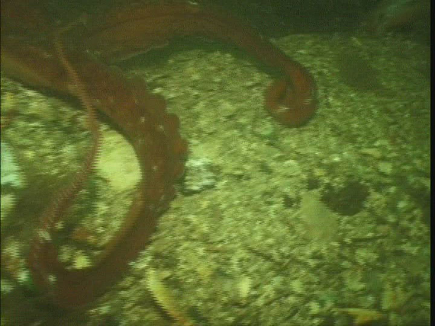 130913878 / Octopus / Moving / USA