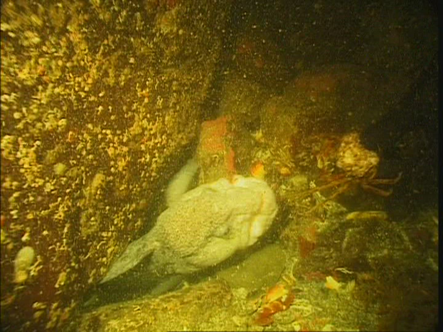 933791582 / Sea Wolf / USA