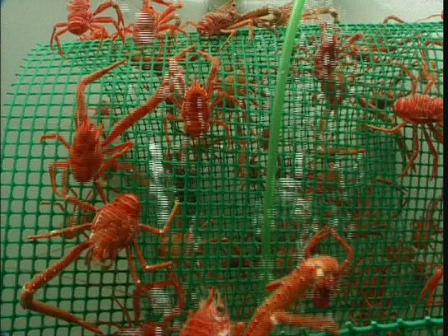 904302351 / Crustacea / Keeping of Animals / USA
