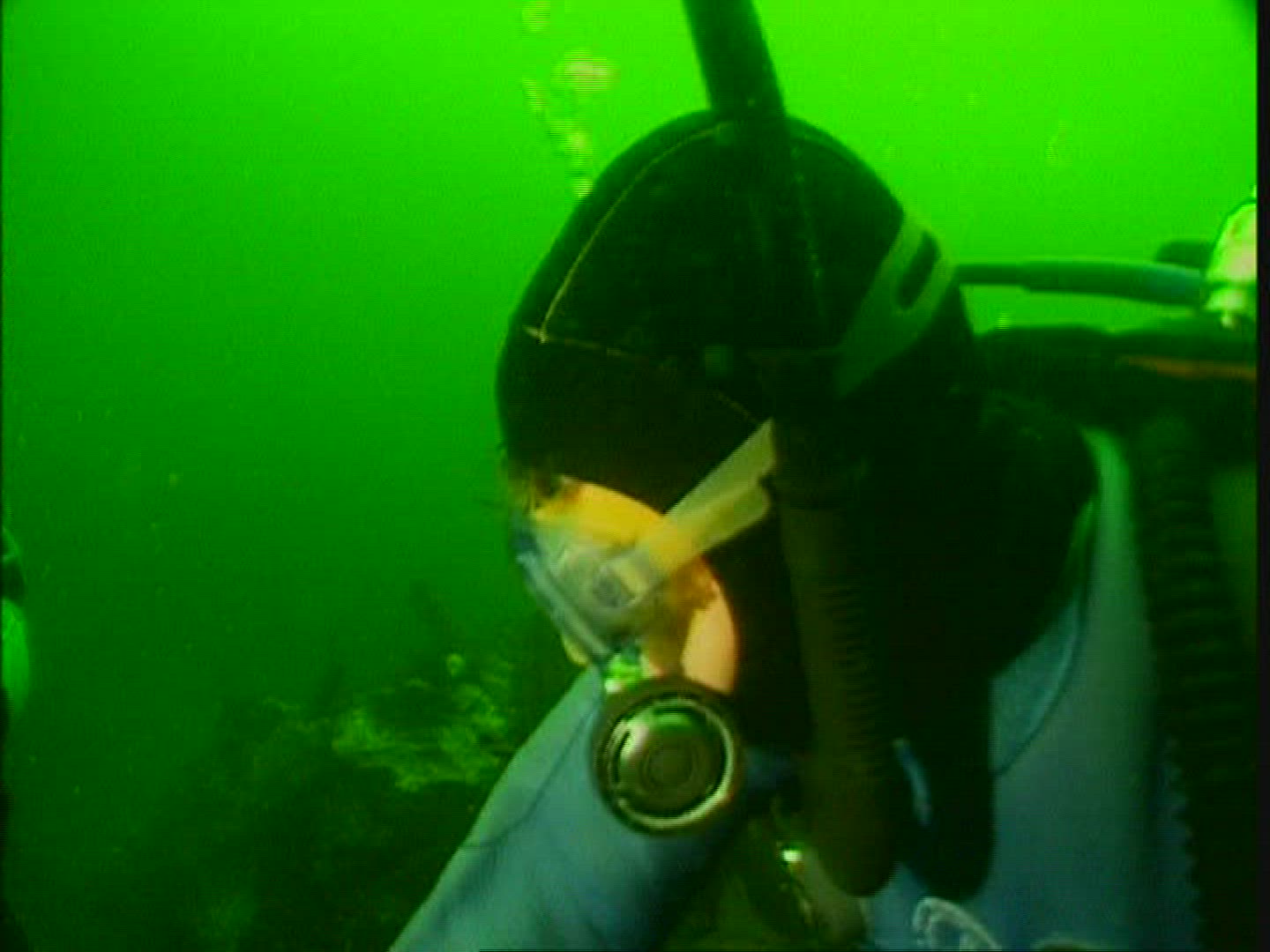 496924305 / Octopus / Animal Observation / USA