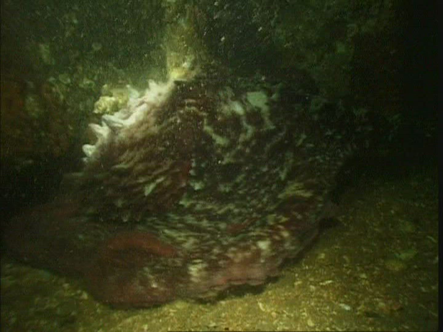 421543733 / Octopus / Moving / USA