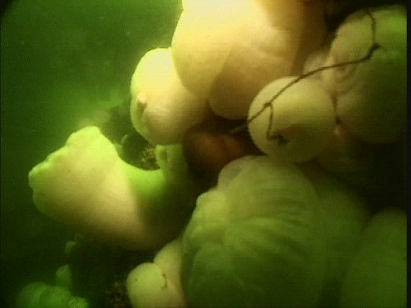 340943256 / Sea Anemone / USA