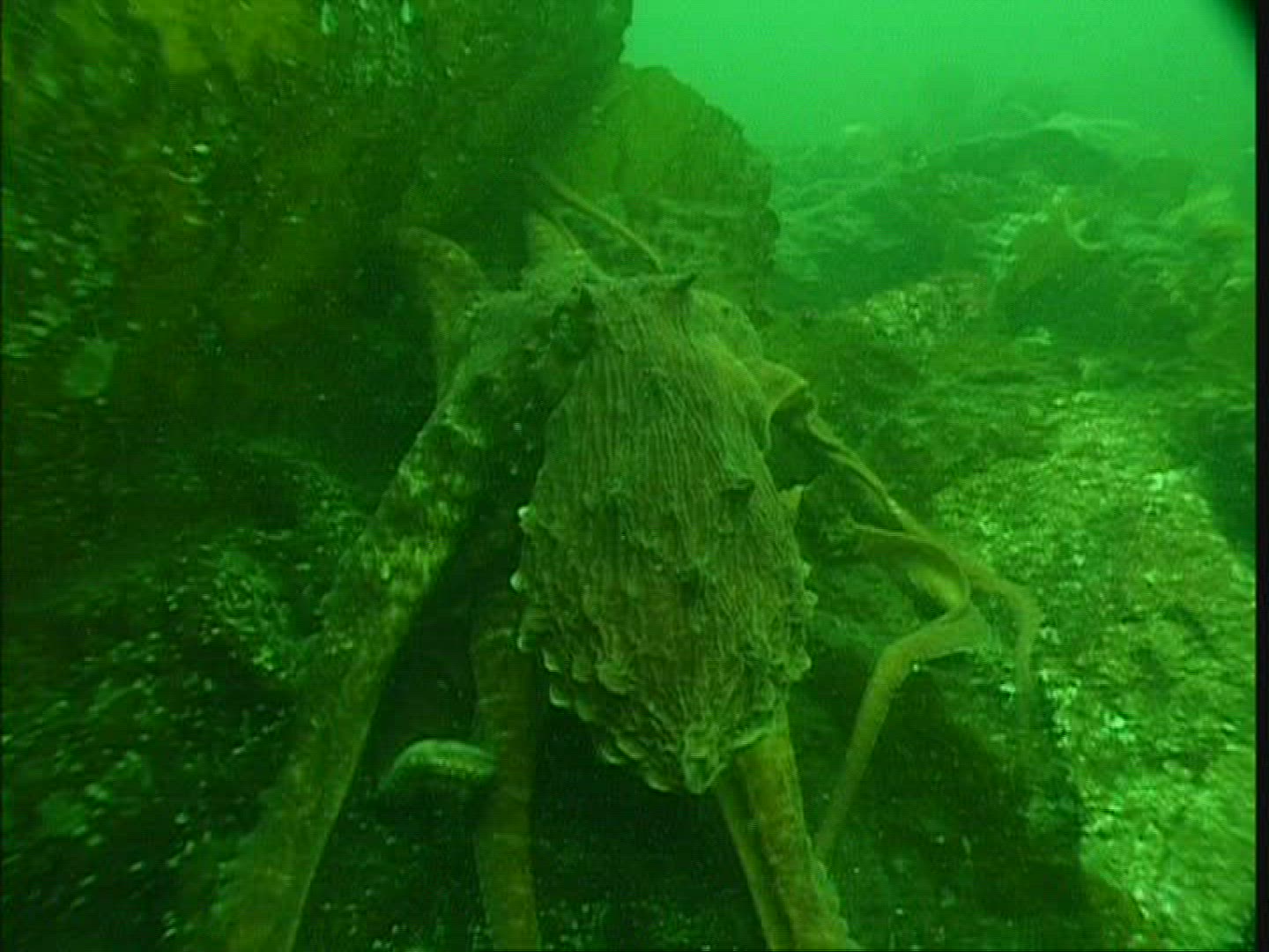 271434779 / Octopus / Moving / USA