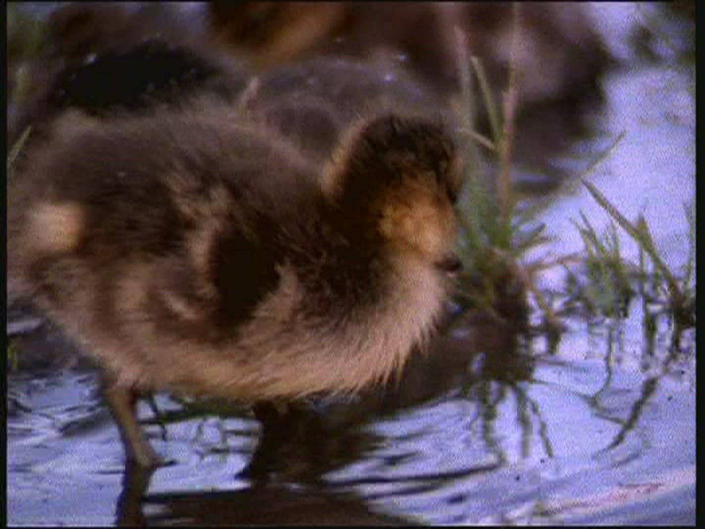871613613 / Anatidae / Canada