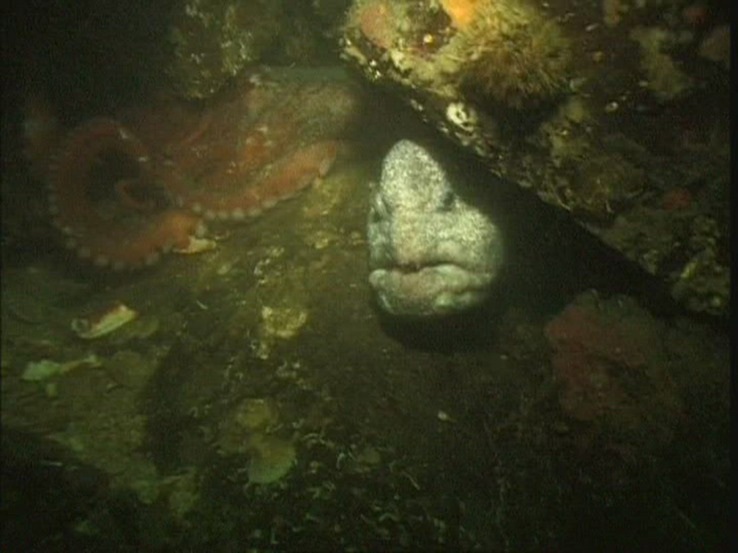 722390509 / Sea Wolf / USA