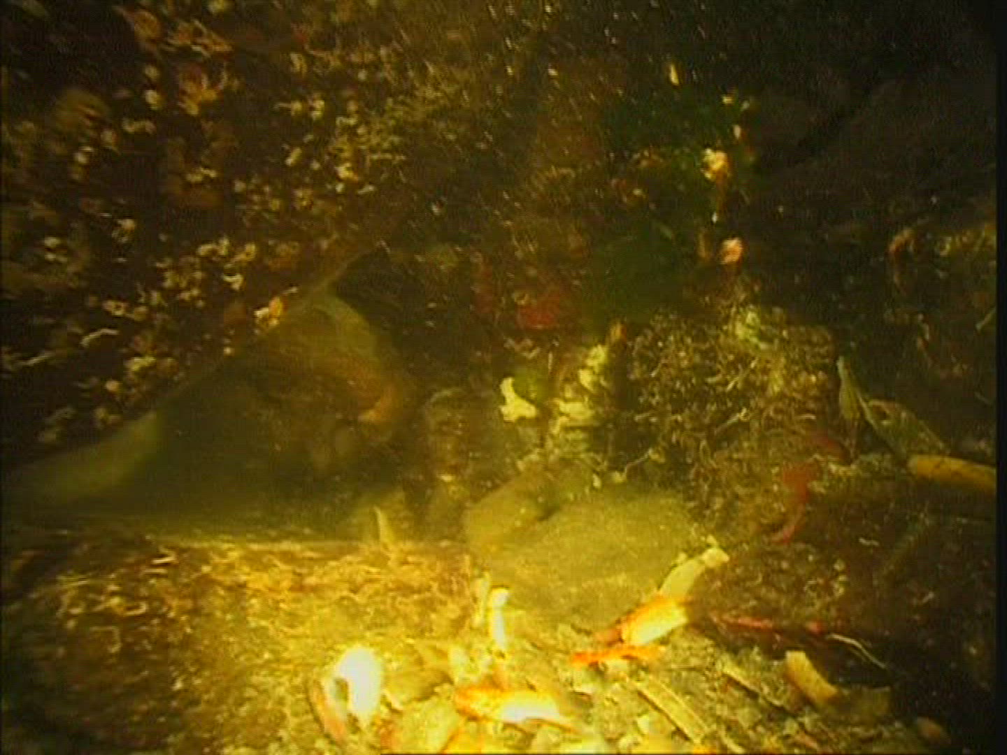 760780748 / Sea Wolf / USA